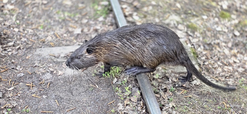 Nutria