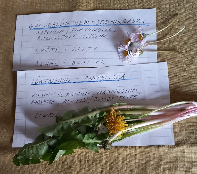 Löwenzahn - Pampeliška